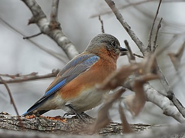 Bluebird (of Happiness)