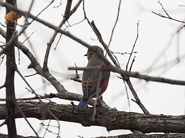 Bluebird on a Branch