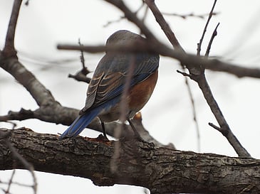 Bluebird a Little Closer