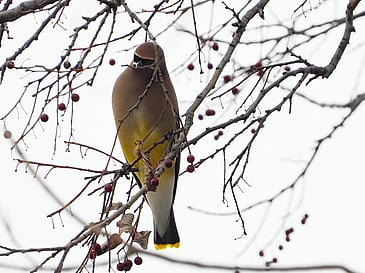 Yellowbird