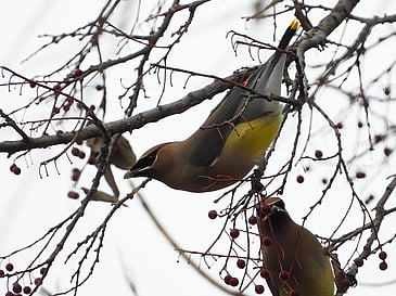 Two Yellowbirds