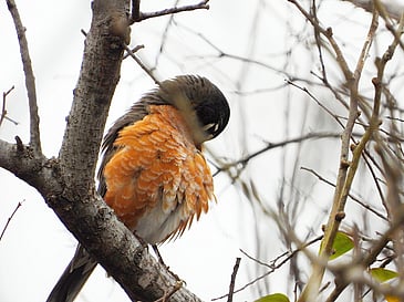 Preening Robin