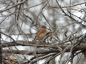 Bluebird Among the Branches