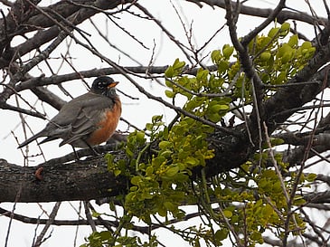 Robin and Mistletoe
