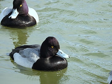 Bluebilled Duck
