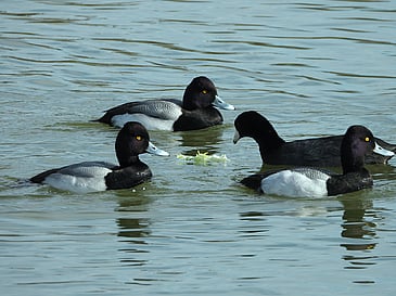 Ducks at Table