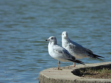 Gull Friends