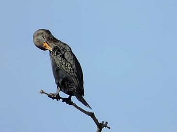 Solo Cormorant