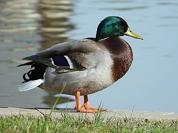 Mr. Mallard