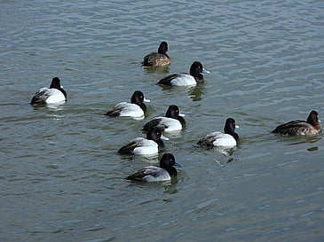Duck Waders
