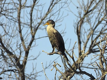Cormorant Perched