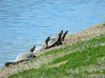 Turtles