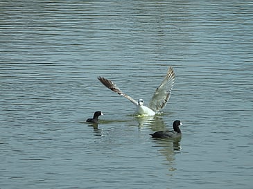 Gull Coming For Dinner