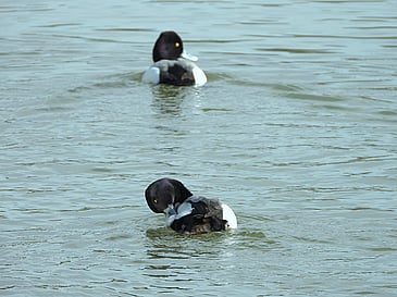 Ducks Retreating