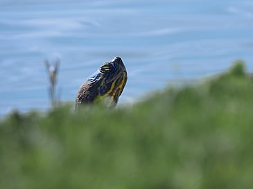 Turtle Peeking Over the Grass