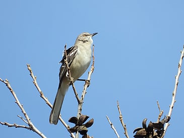 Mockingbird