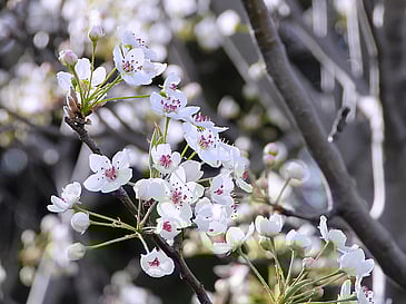 Bradford Pear Blossoms