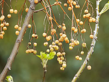 China Berries