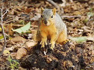 Squirrel Looking at Me