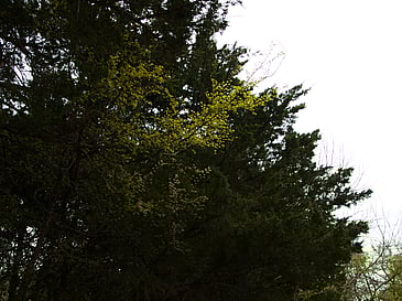 Trees