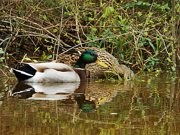 Mallard and Wife