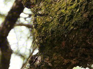 Moss
