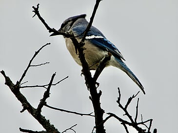 Bluejay