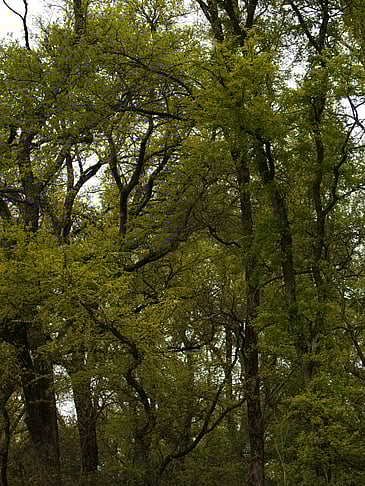 The Greening