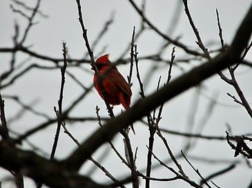 Cardinal