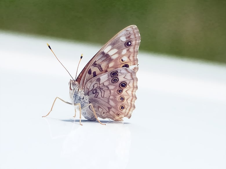 butterfly on the hood, wings folded