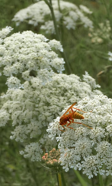 Wasp on Lace