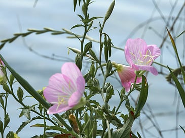 Lake Flowers