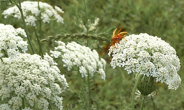 Assault Wasp on a Cloud of White