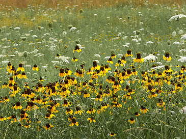Field of Black-eyed Susans