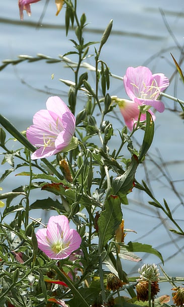 Ladies of the Lake