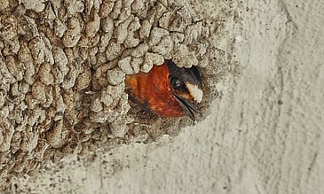 Baby Cliff Swallow