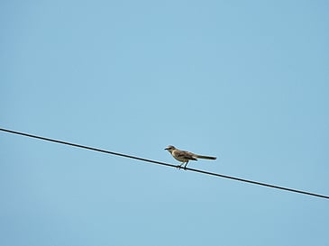 Bird on a Wire
