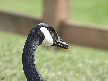 Canadian Goose Head, Rear Profile
