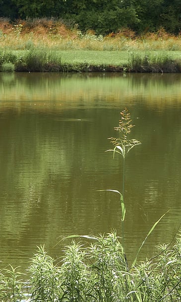 Something Moving in the Water