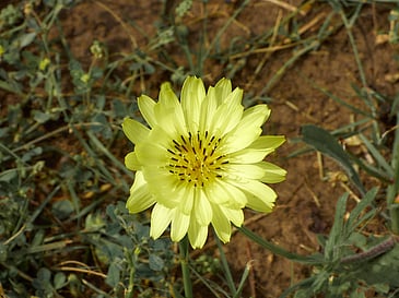 False (Texas) Dandelion