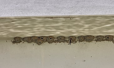 Nests Under the Bridge