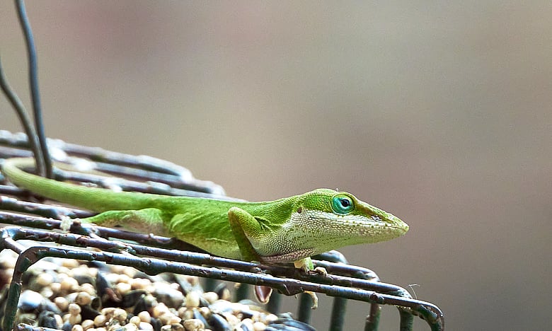 Lizard 07