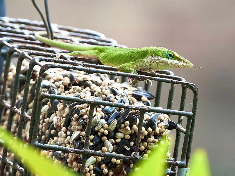 Lizard 08