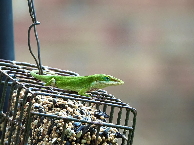 Lizard 06