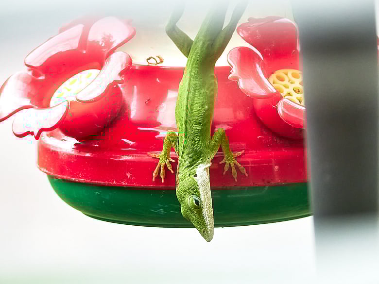 Lizard 02