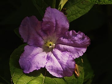 Flower Portrait
