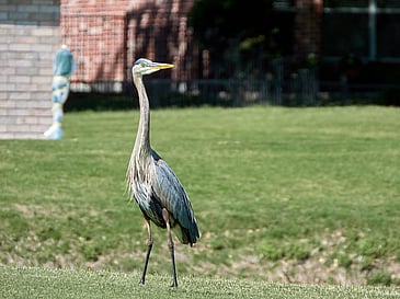 Crane
