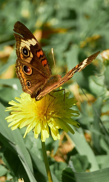 Vivid Butterfly