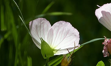 Glowing Flower