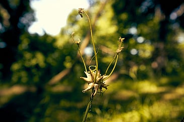 Wild Garlic